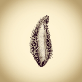 Illustration for article titled Only an iPhone Was Used to Create This Archive of Backyard Wildlife